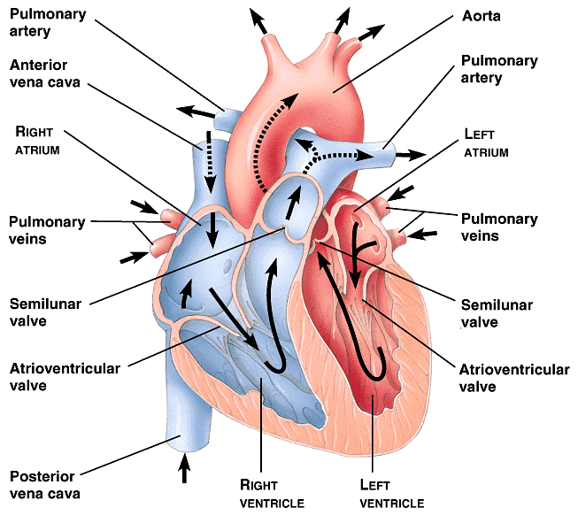 how the cardiac cycle works